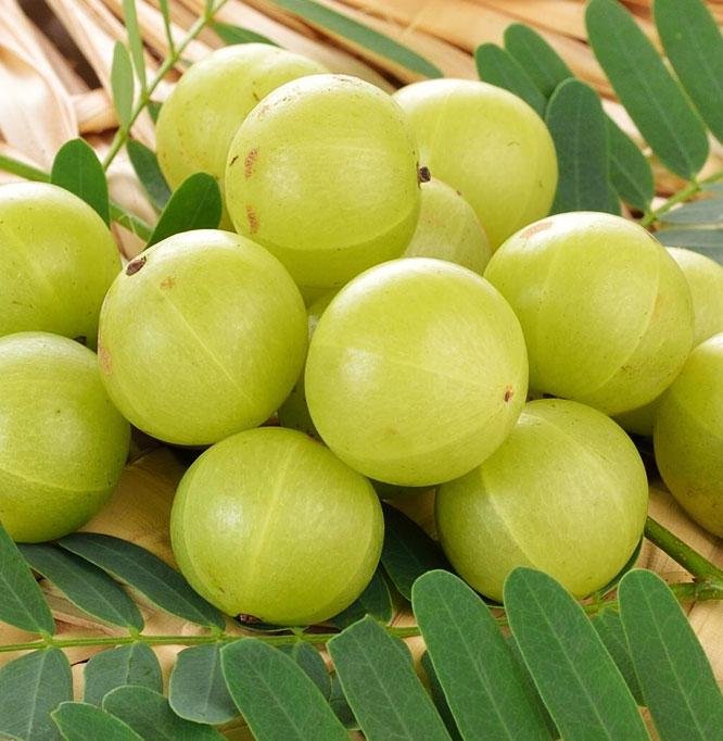 Amla / Indian Gooseberry (आंवला)