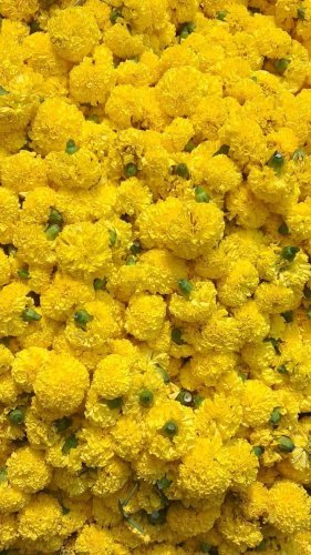 Marigold Yellow (पीला गेंदा) 100 Gm