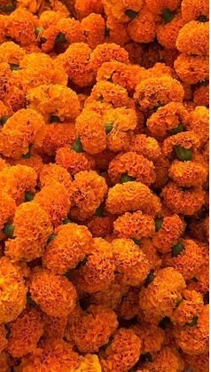 Marigold Orange (केसरी गेंदा) 100 Gm